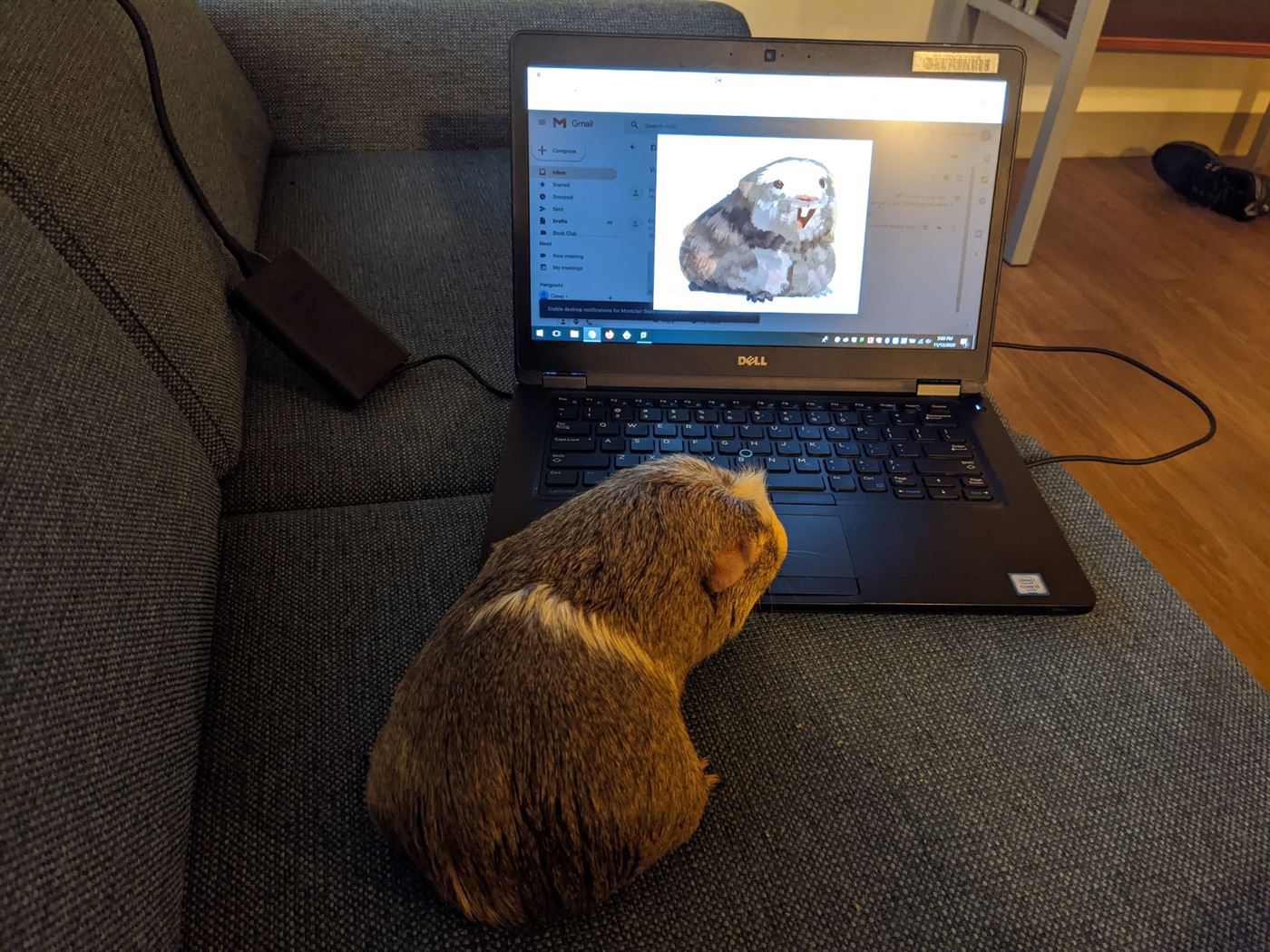 Wicket enjoys the gif of himself on my rental laptop. Casey Masterson | The Montclarion