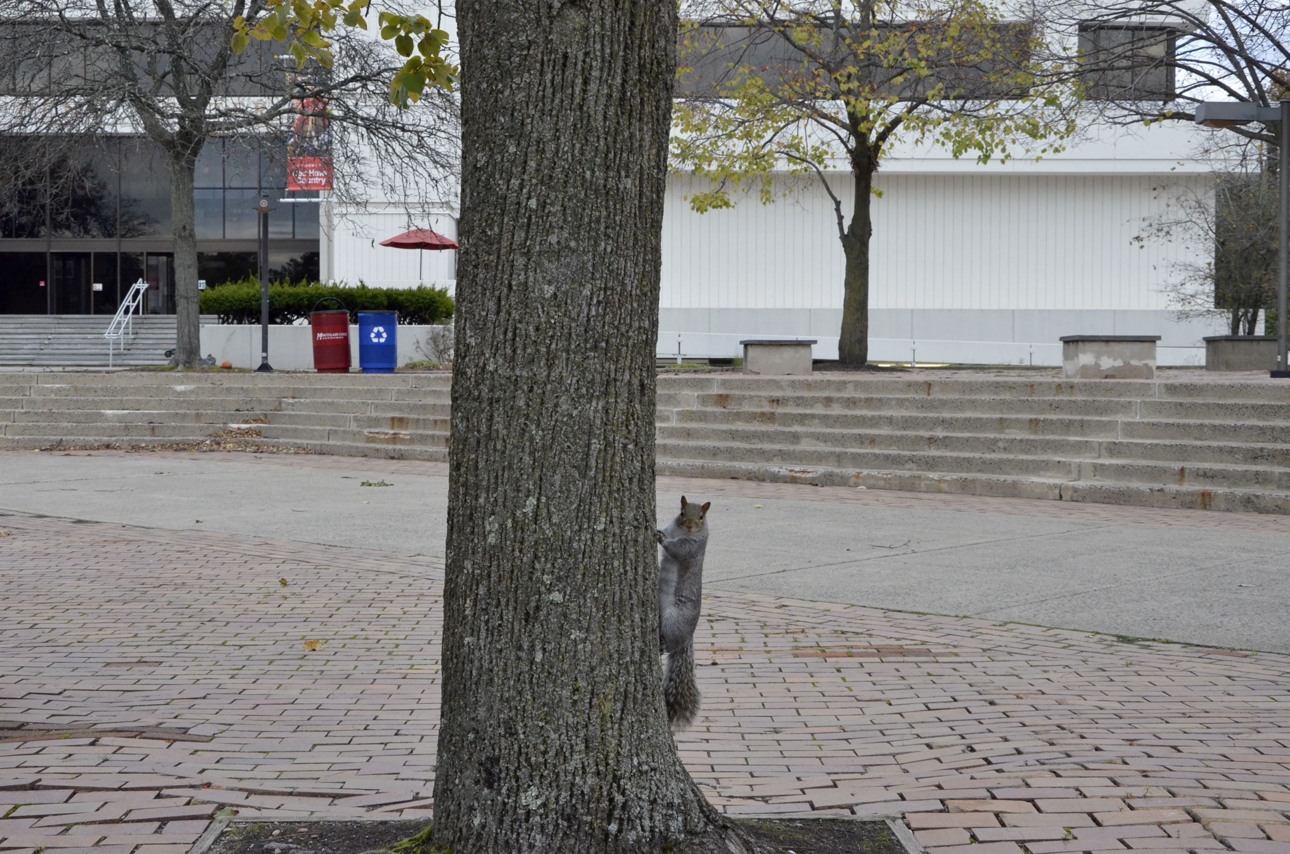 A squirrel outside the Student Center seems to be the only signs of life today. John LaRosa | The Montclarion