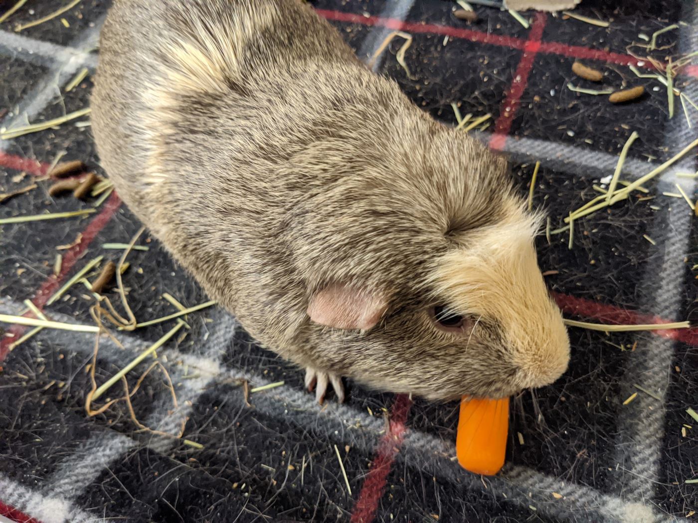 Wicket enjoys a carrot. Casey Masterson | The Montclarion
