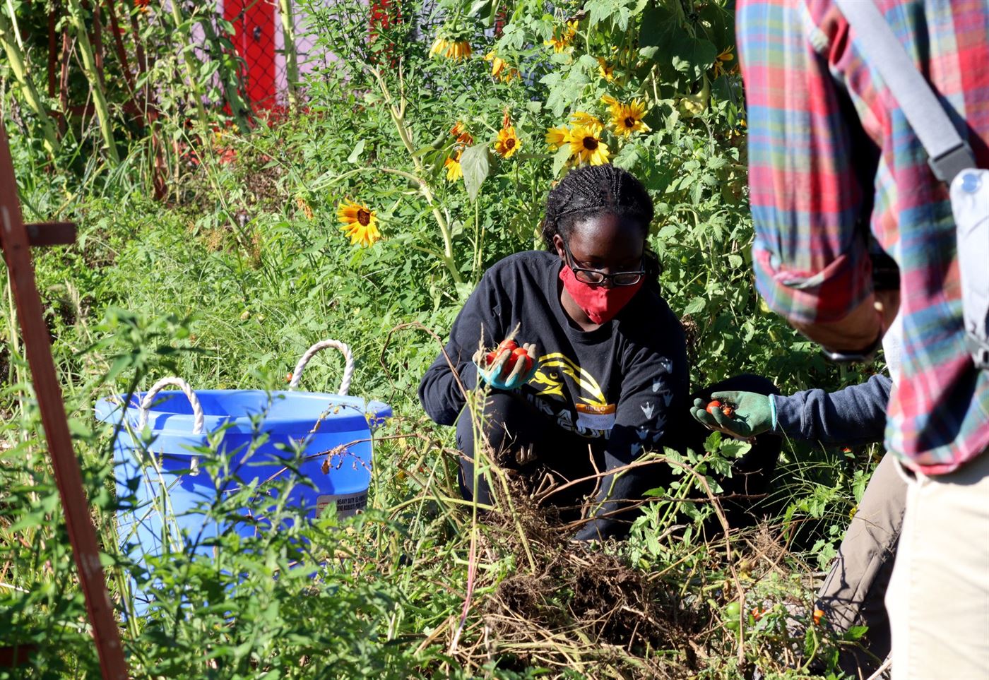 Ashley Obade helping pick tomatoes at the Student Center garden. John LaRosa | The Montclarion