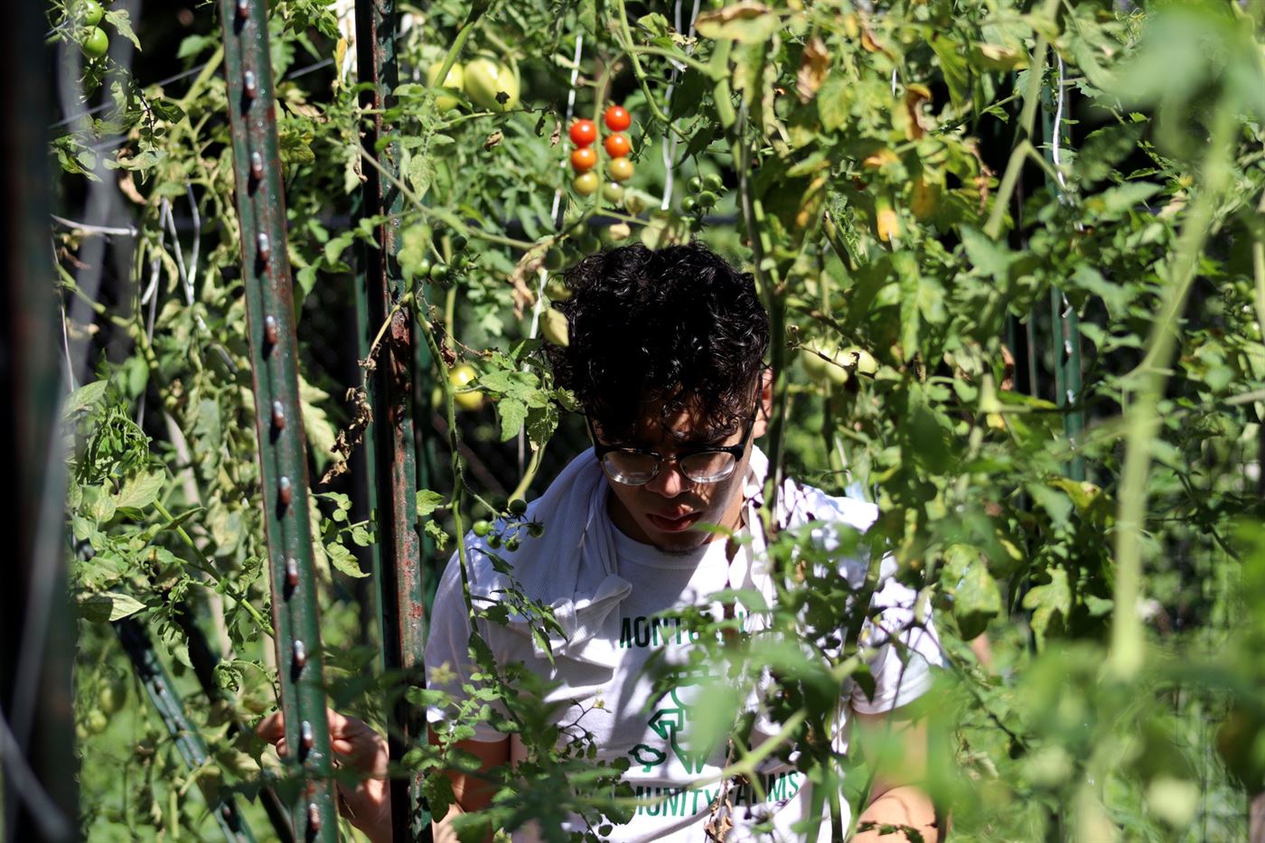A Montclair Community Farms member helping pick tomatoes. John LaRosa | The Montclarion