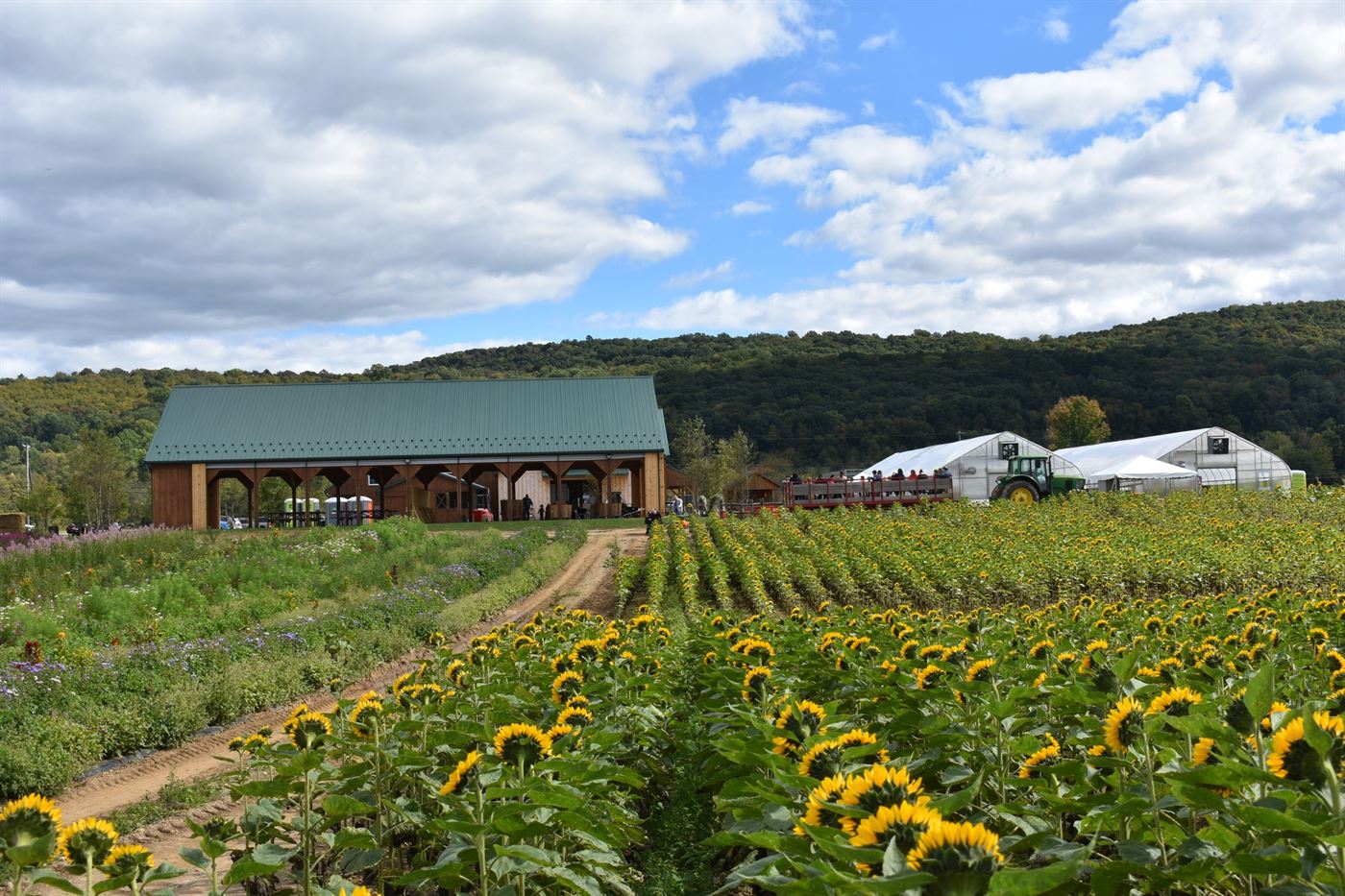 The sunflower field behind Tranquility Farms looking at the pavilion
