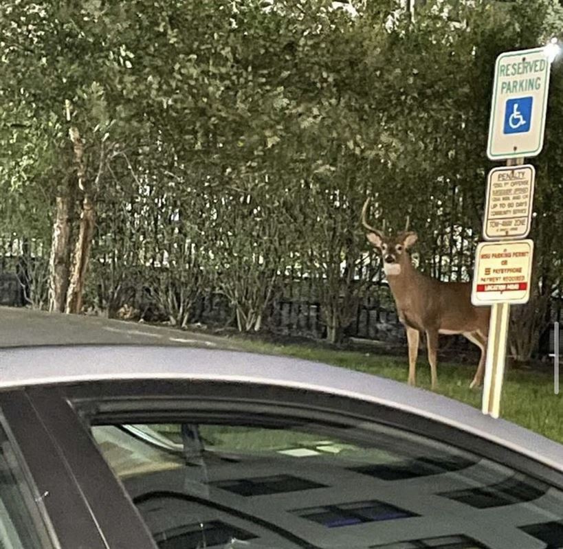 A post of deer by a student parking lot on the Montclair State campus posted on @msu.deer. Photo courtesy of Allie Leach