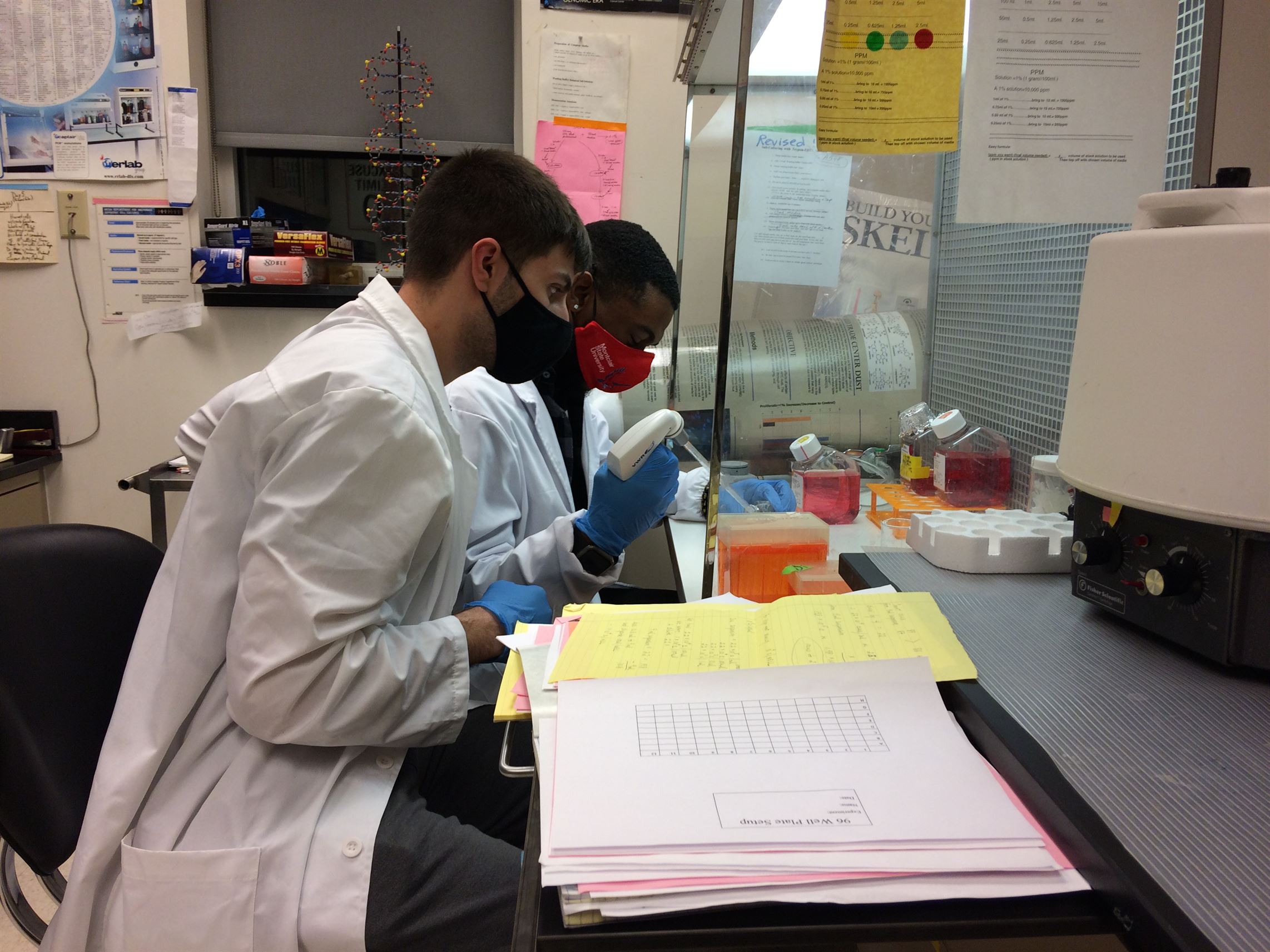 Bonelli (front) and Ezenwanne (back) study tissue samples in their lab in Science Hall. Sal DiMaggio | The Montclarion