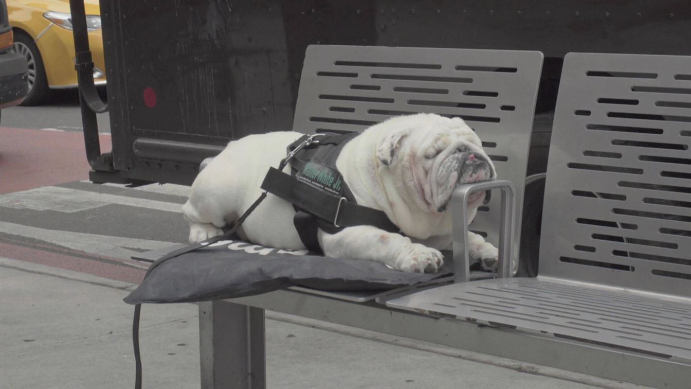A sleeping dog on a bench in New York City. Photo courtesy of HBO
