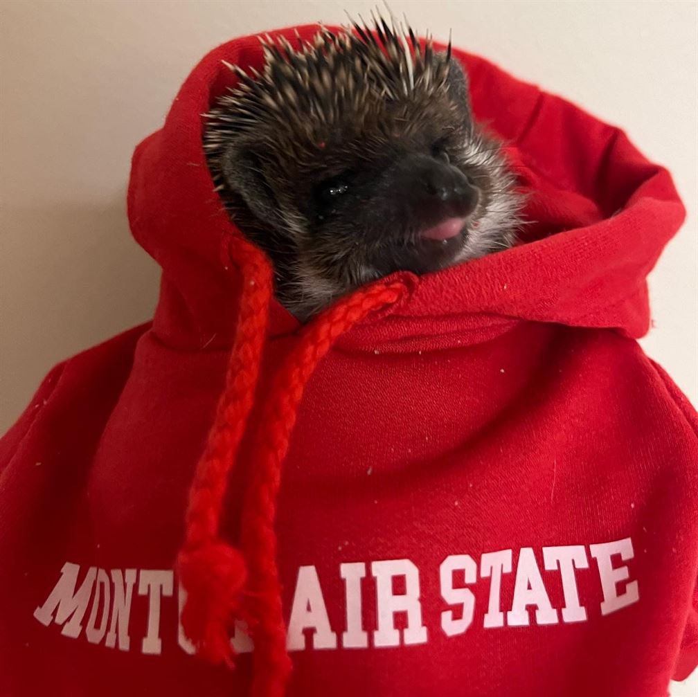 Diana Sisk-Gritz adopted Achilles, a hedgehog, at the beginning of this school year. Photo courtesy of Diana Sisk-Gritz
