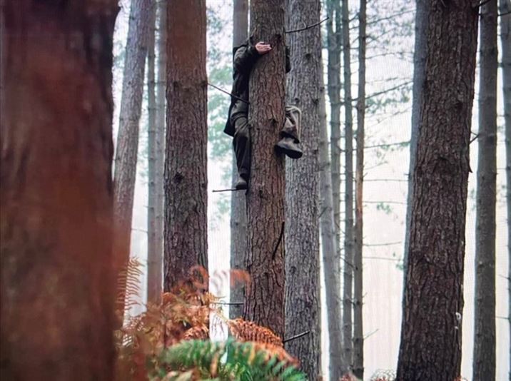 Eve (Sandra Oh) climbs a tree in an attempt to escape death. Photo courtesy of BBC America
