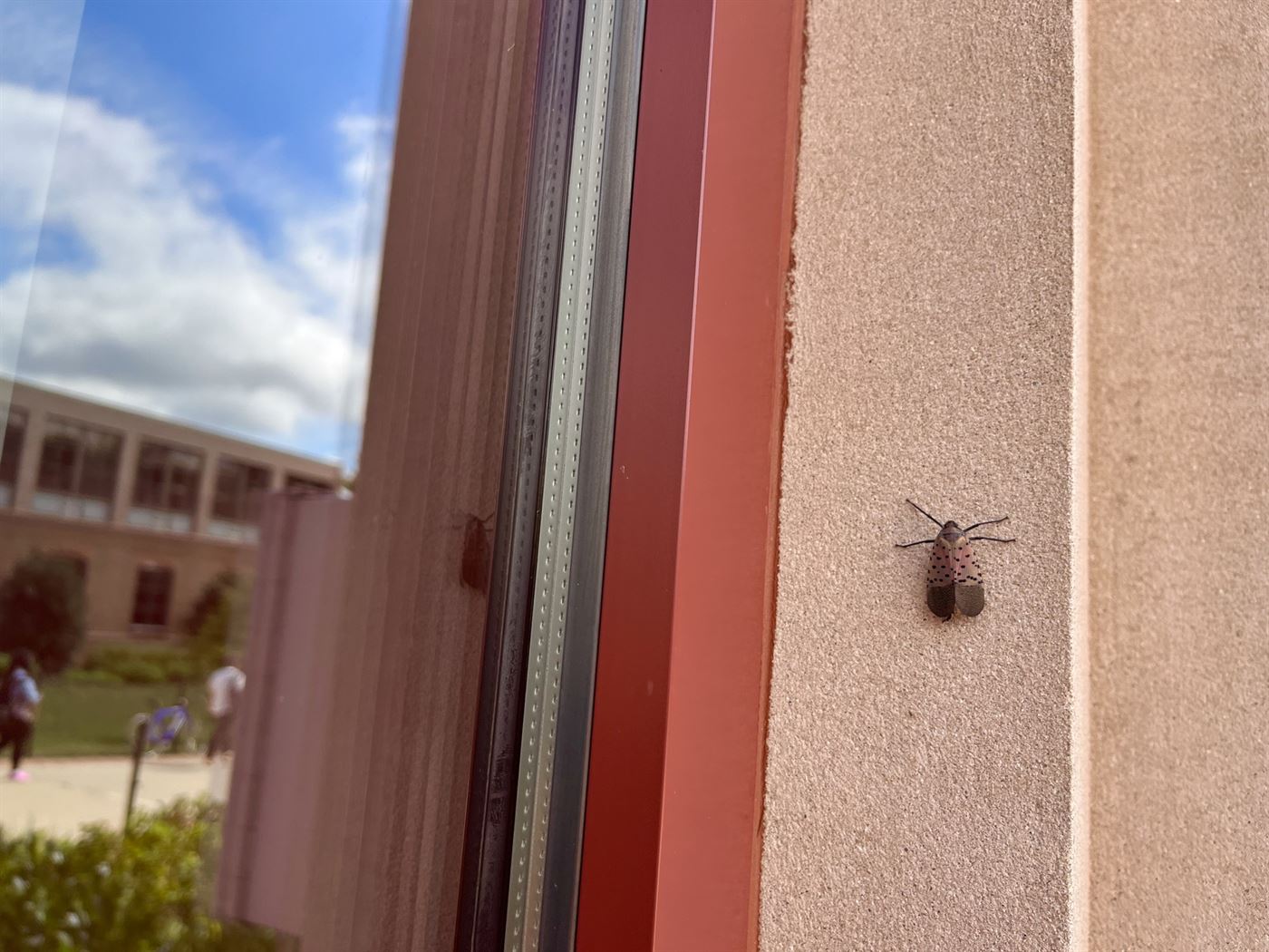Montclair State University campus faces spotted lanternfly infestation. Jenna Sundel | The Montclarion