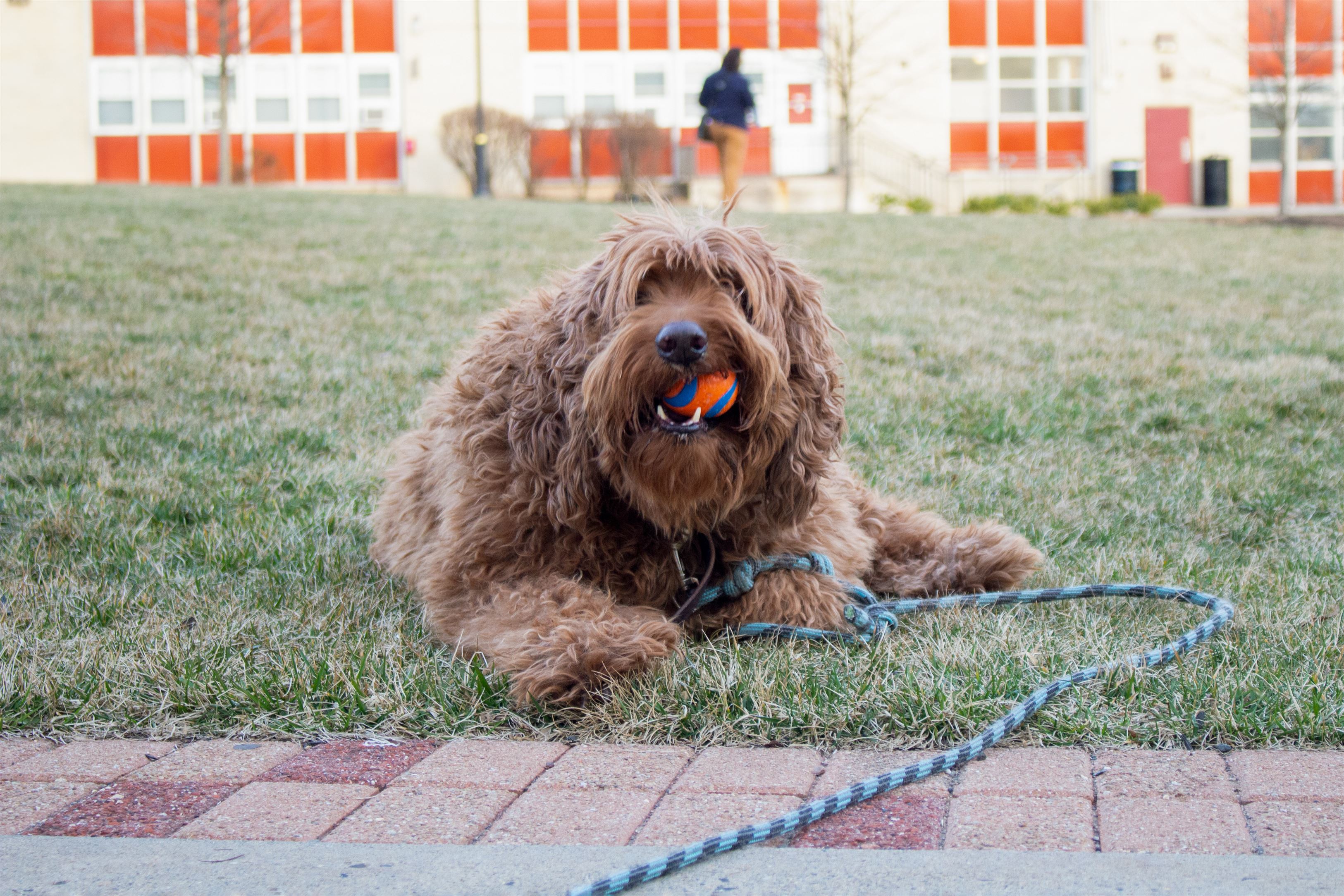 Simon, the pet of an advisor from the John C. Cali School of Music, will often be seen playing in the Freeman-Russ Quad.
Sal DiMaggio | The Montclarion
