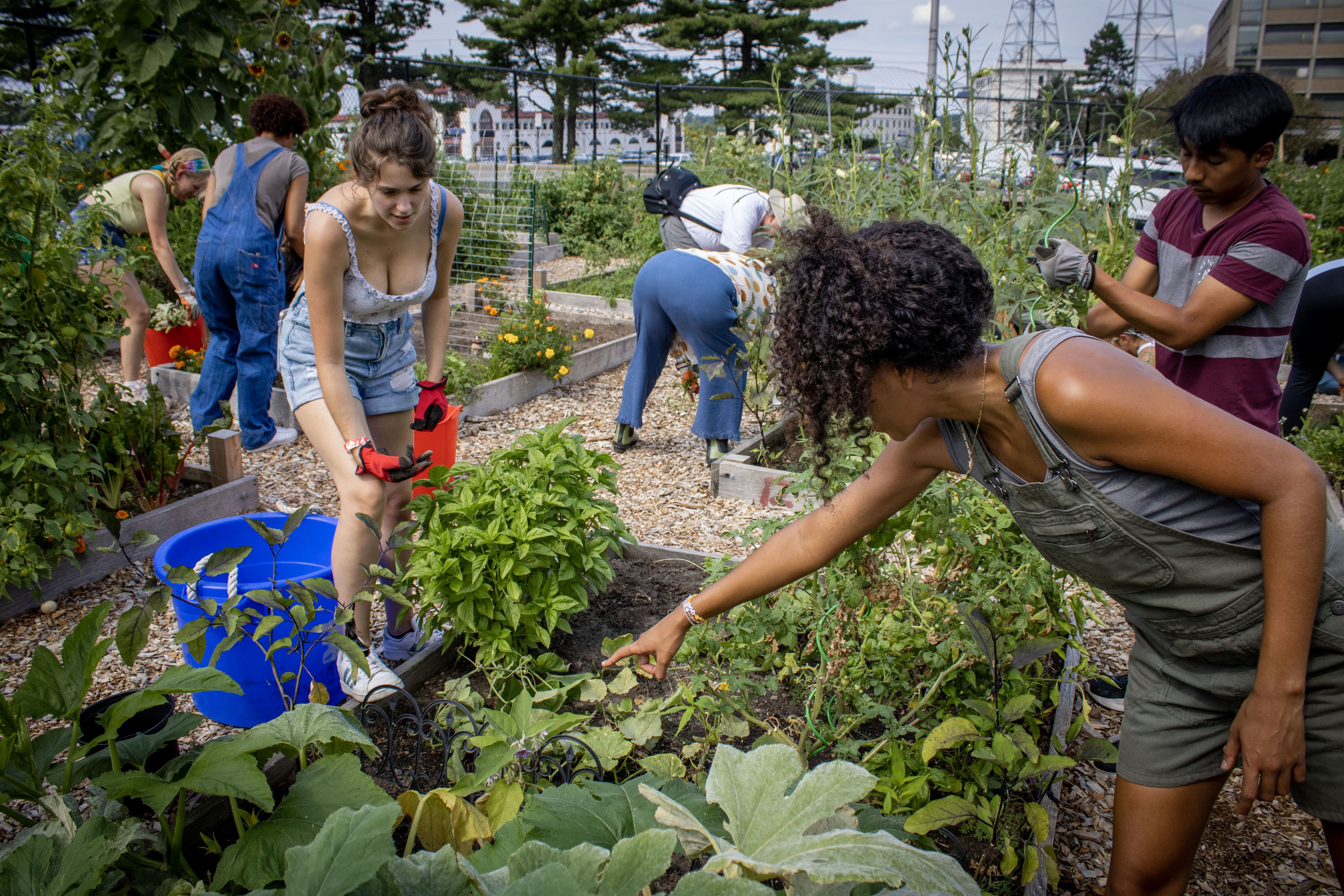 Staff member Brittney Portes, the director of the community garden, guiding students on how to properly harvest all the summer plants so they could re-plant for fall as part of their Fall Planting 101 event.
Dani Mazariegos | The Montclarion