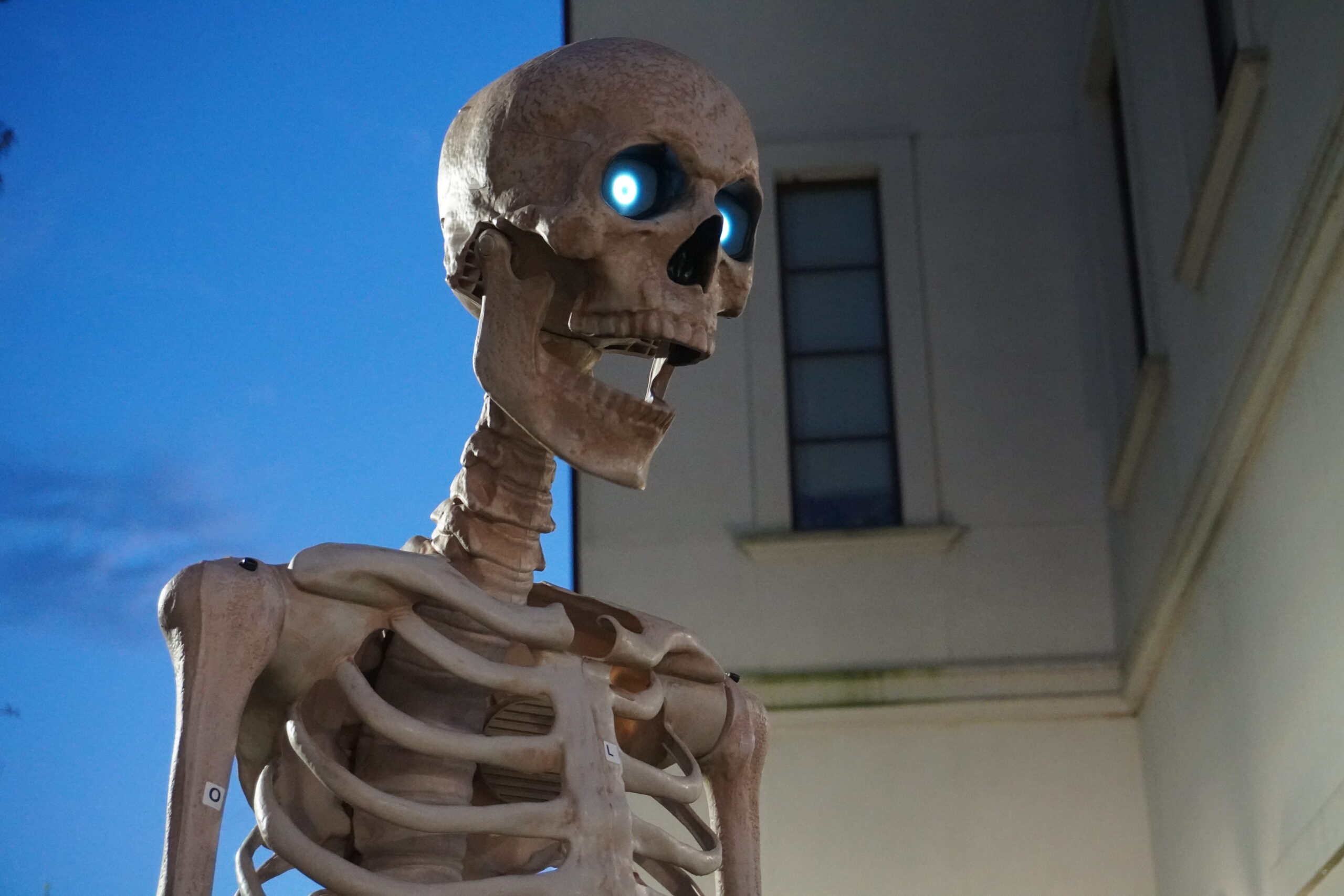 An animatronic skeleton and other decorations adorn the entrance to the haunted trail walk. Jordan Reed | The Montclarion