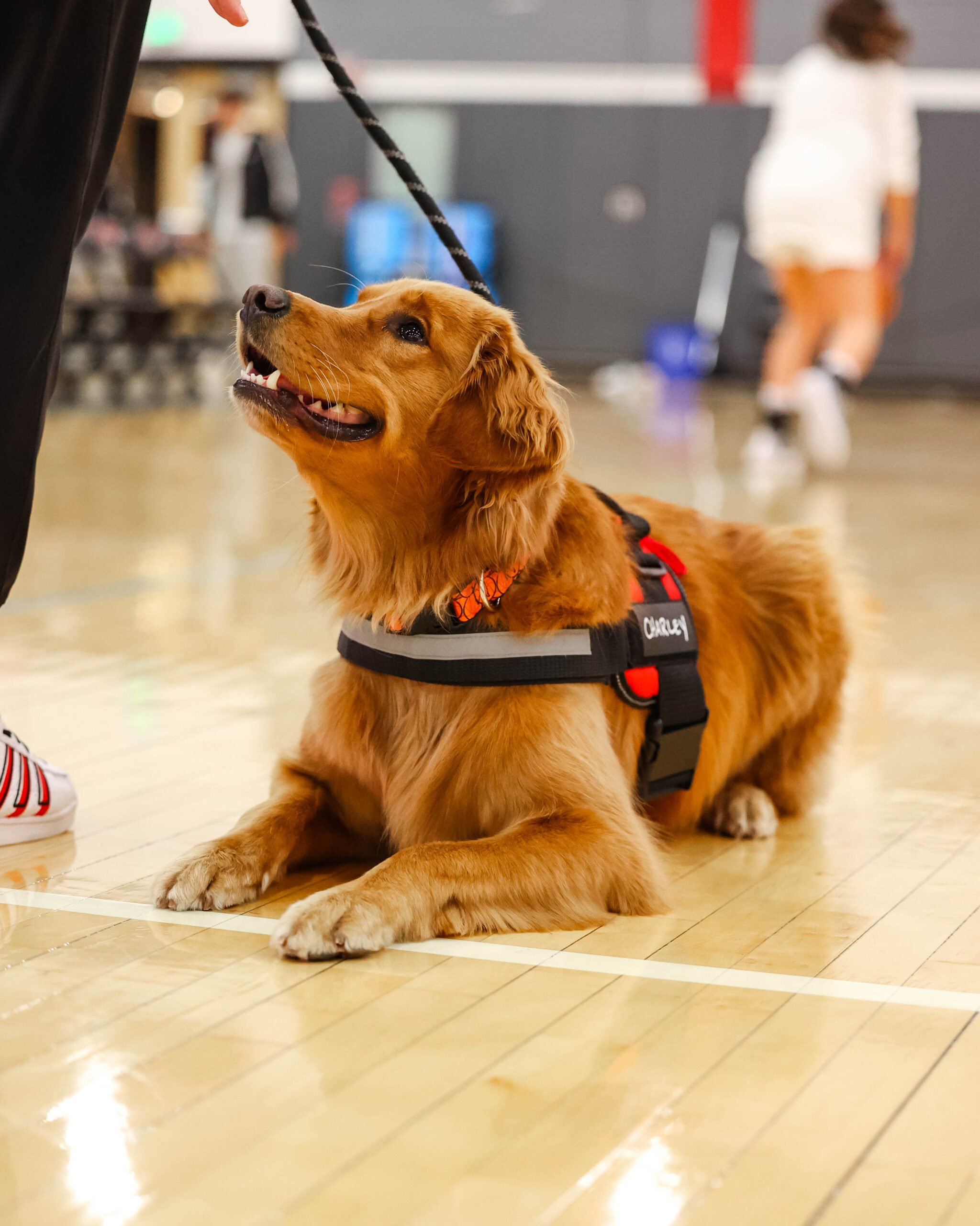 Charley Takes the World by Storm: Women&squot;s basketball&squot;s "Director of Pawsitivity" Charley Cunningham Jones became a social media sensation after being featured on the ESPN SportsCenter and CBS Sports Instagram pages. The two-year old golden retriever has since been profiled by ABC 7, People Magazine, and more. Photo Courtesy of Montclair State Athletics